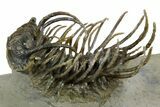 Well Prepared, Spiny Koneprusia Trilobite - Ofaten, Morocco #350489-2